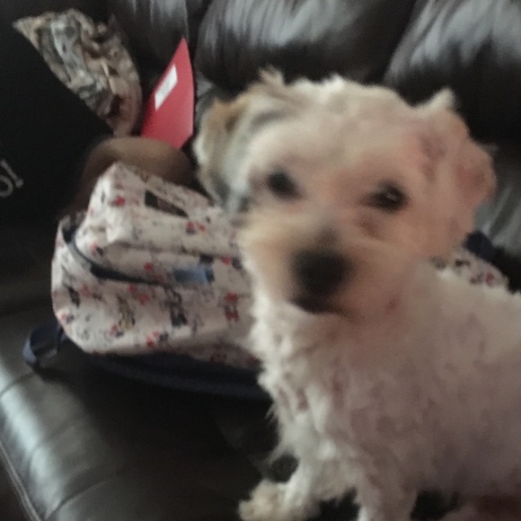 Meet your Posher, Pola - Picture 1 of 1